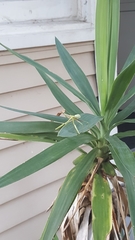 Stagmomantis carolina