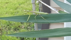 Stagmomantis carolina