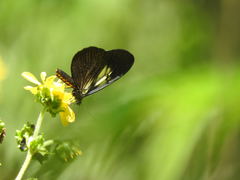 Altinote ozomene nox