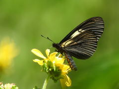 Altinote ozomene nox