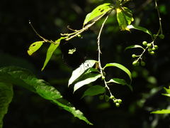 Heliconius doris viridis