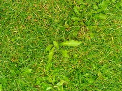 Taraxacum officinale