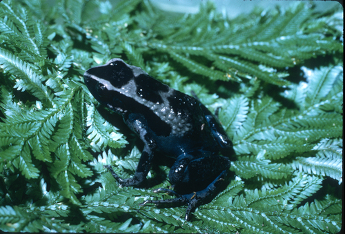 Nsoung Long-fingered Frog
