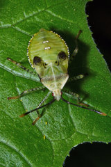 Anasa repetita
