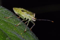 Anasa repetita