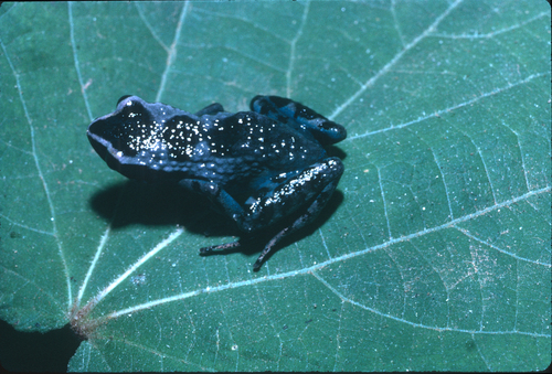 Nsoung Long-fingered Frog, Cardioglossa trifasciata