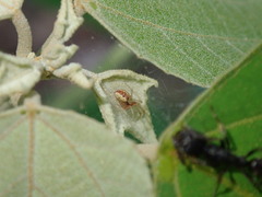 Anelosimus crassipes
