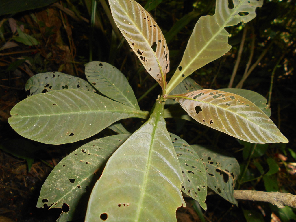 Hoffmannia ghiesbreghtii