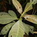 Hoffmannia ghiesbreghtii - Photo (c) ovilla82, algunos derechos reservados (CC BY-NC), subido por ovilla82