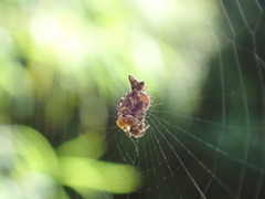 Cyclosa confusa