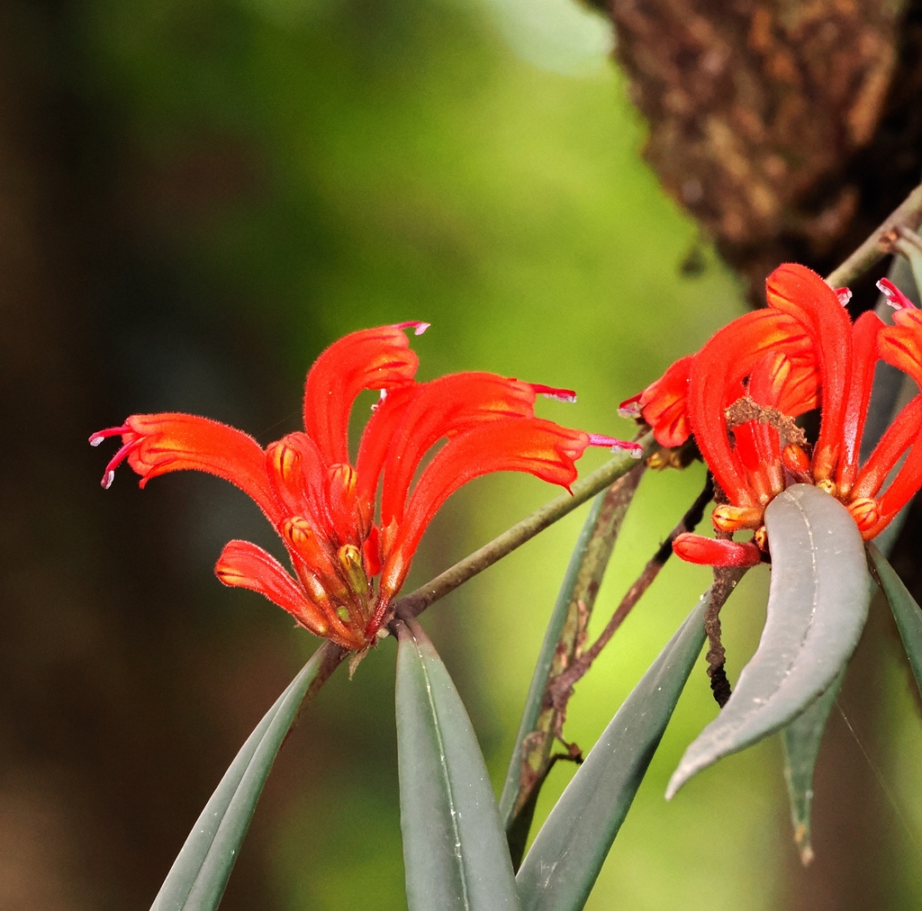 Aeschynanthus tengchungensis; photograph (c) desertnaturalist, some rights reserved (CC BY)