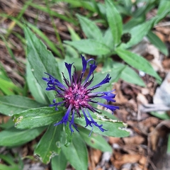 (c) Marek Hrušovský, some rights reserved (CC BY) Centaurea mollis, photograph (c) Marek Hrušovský, some rights reserved (CC BY)