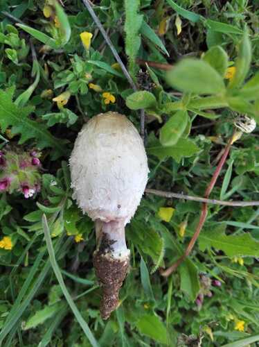 Mėšlagrybis nuotrauka