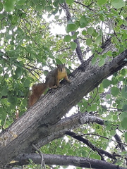 Sciurus niger
