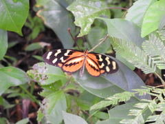 Mechanitis polymnia lycidice