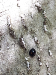 Chilocorus stigma