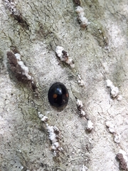 Chilocorus stigma