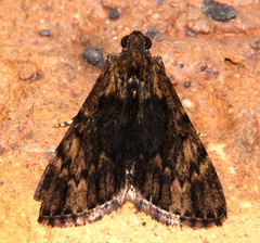 Salma cinerascens