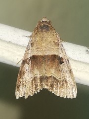 Eustrotiinae