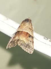 Eustrotiinae