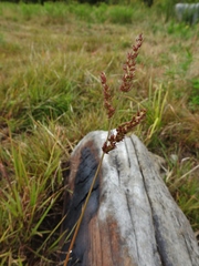 Echinochloa muricata microstachya