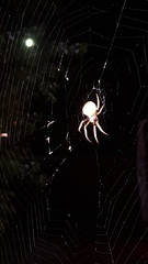 Eriophora ravilla