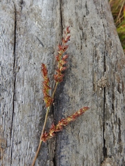 Echinochloa muricata microstachya