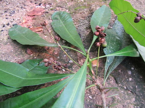 Decazyx esparzae