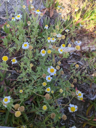 Sea Chamomile