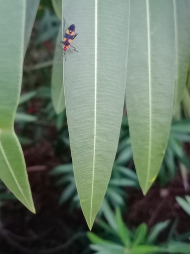 Oncopeltus longirostris
