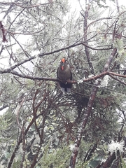 Chalcostigma herrani