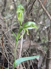Pterostylis smaragdyna