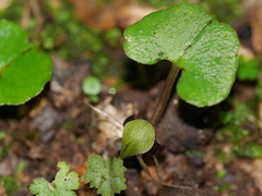 Corybas trilobus