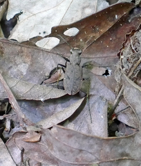 Apterodela unipunctata