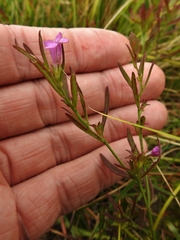 Agalinis neoscotica