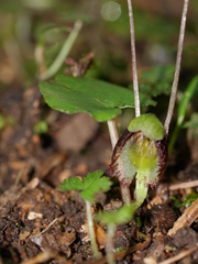 Corybas trilobus