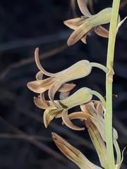 Dipcadi brevifolium