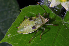 Anasa repetita