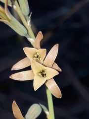 Dipcadi brevifolium