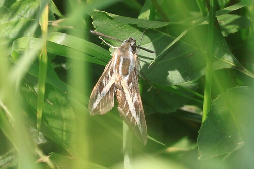 Hyles livornica