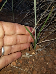 Dipcadi brevifolium