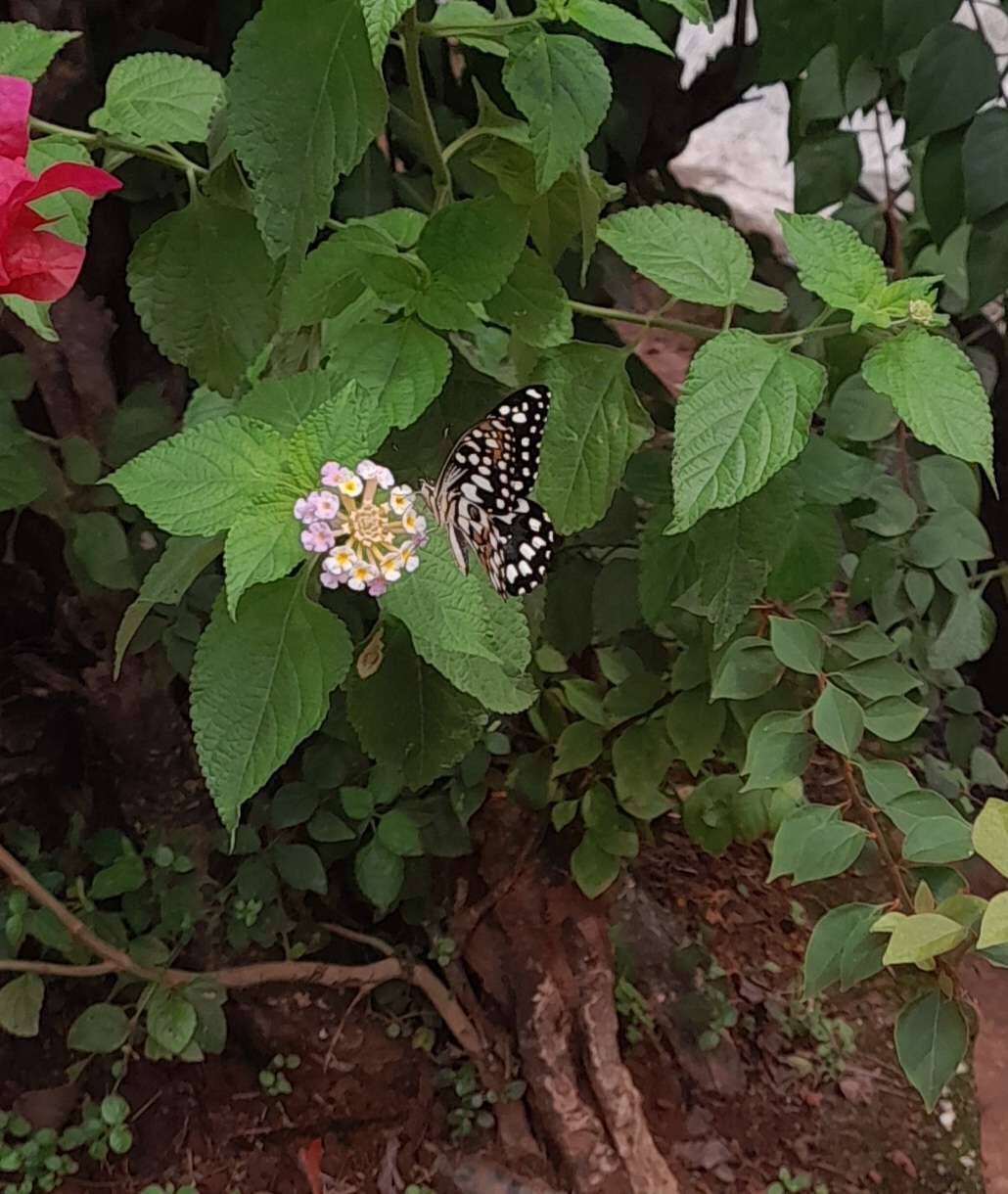Lime Swallowtail
