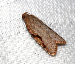 Meritastis piperata