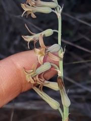 Dipcadi brevifolium