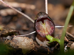 Corybas trilobus