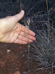 Dipcadi brevifolium