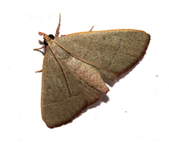 Hypsopygia albidalis