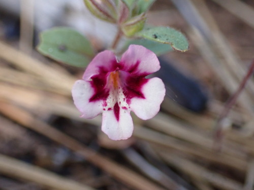 Diplacus layneae (Diplacus layneae)