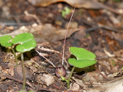Corybas trilobus