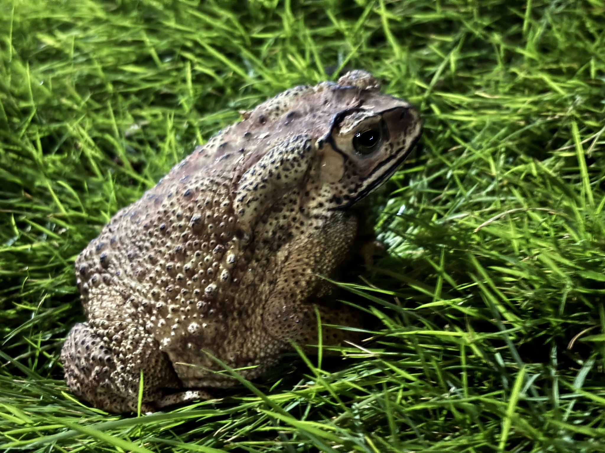 Indian Common True Toad